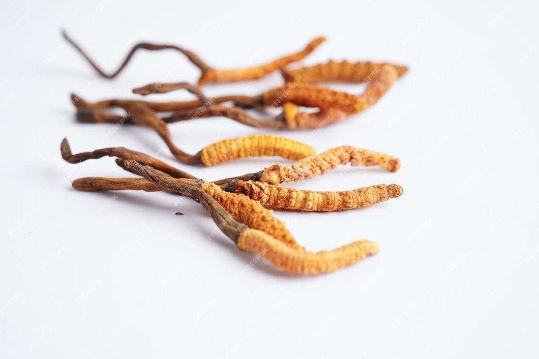 Cordyceps sinensis
