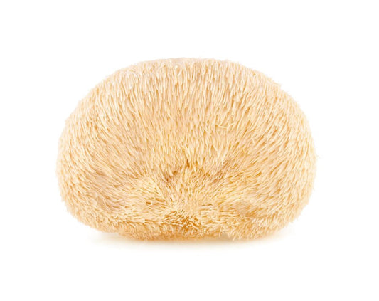 Hericium 