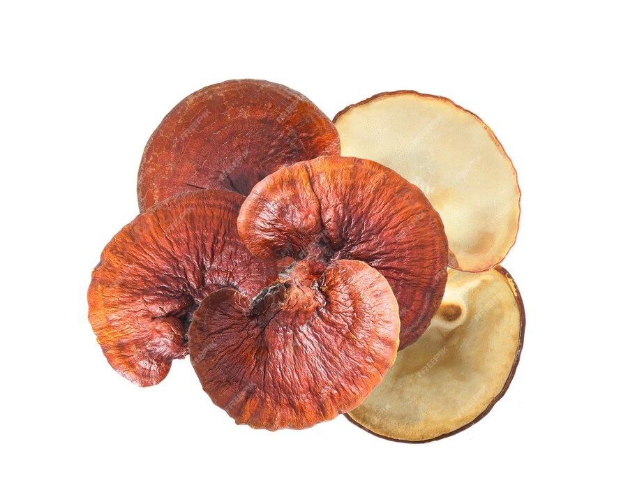 Vitalpilz Reishi