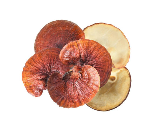 Vitalpilz Reishi