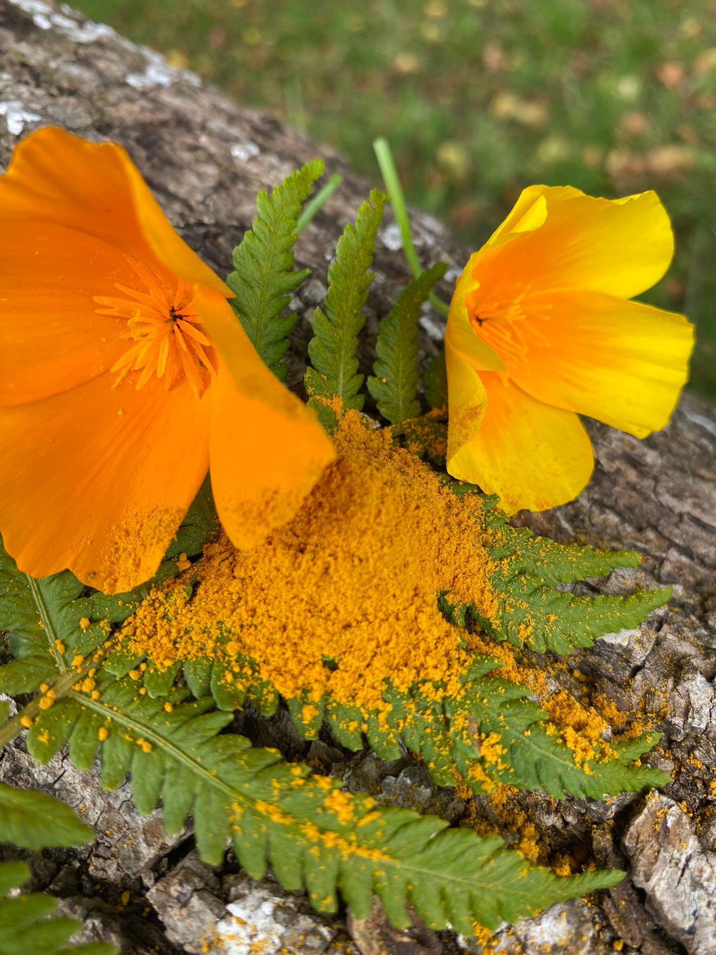 Gewürzmischung Solar Flow