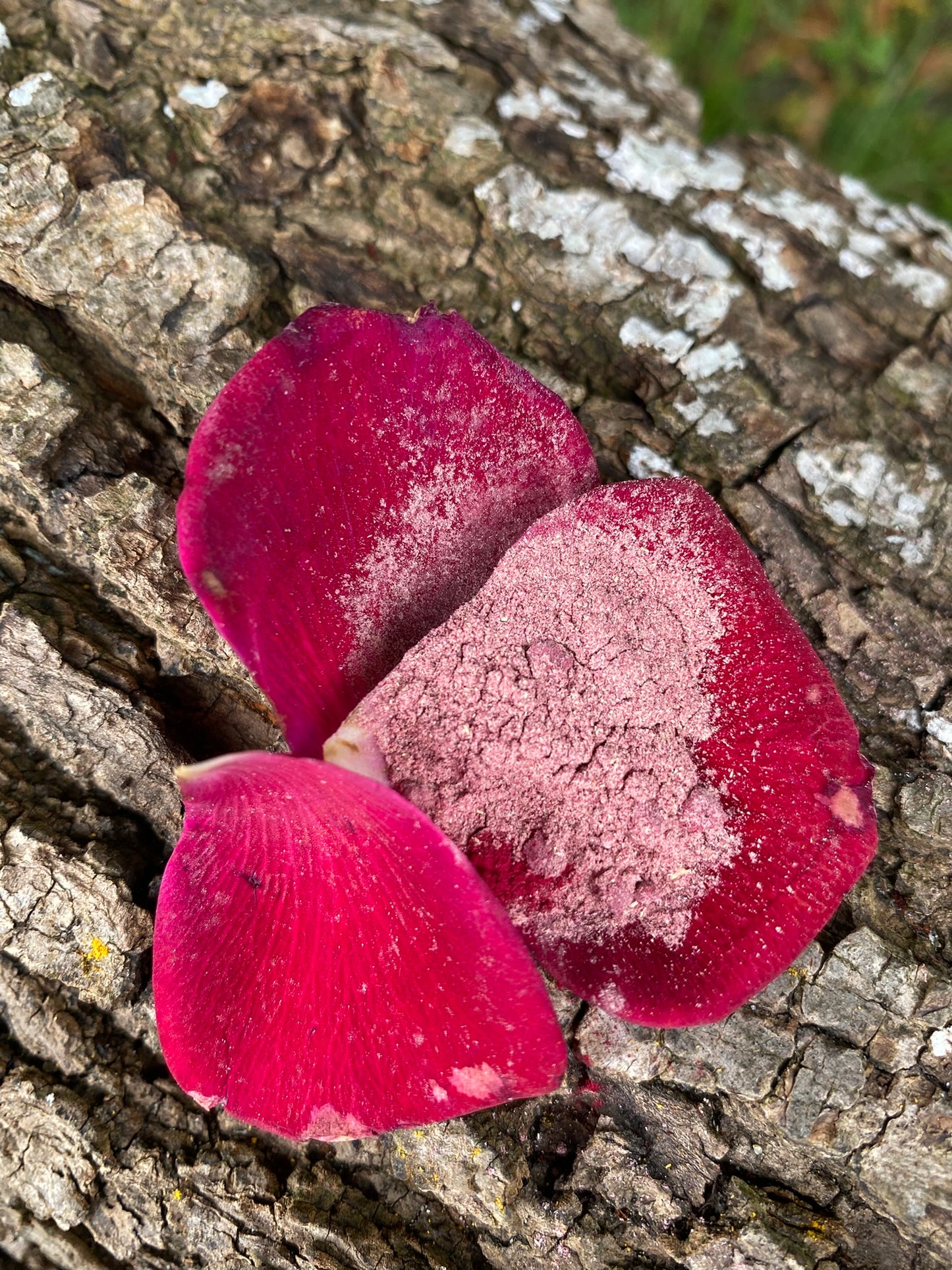 Gewürzmischung Red Harmony