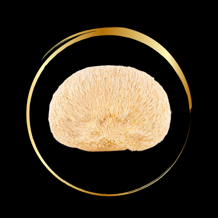 150g Shroomcacao Bundle - Rohkakao mit Vitalpilzen